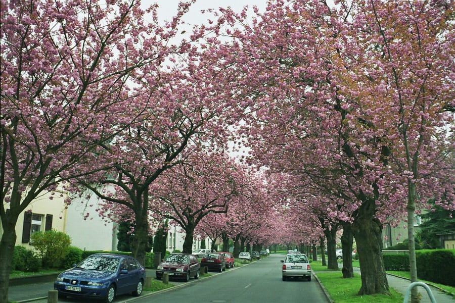 Kirschblüte