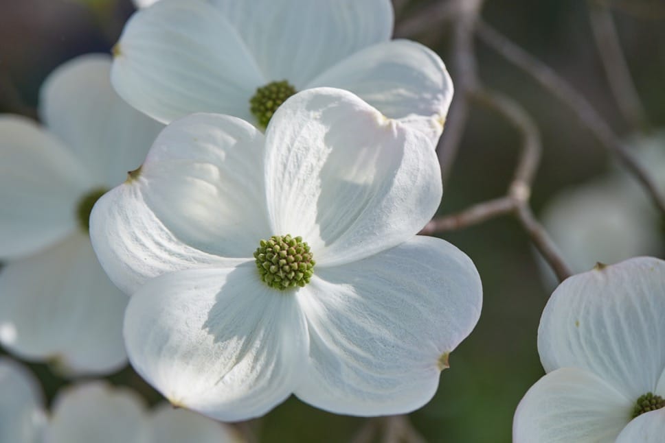 Kirschblüte