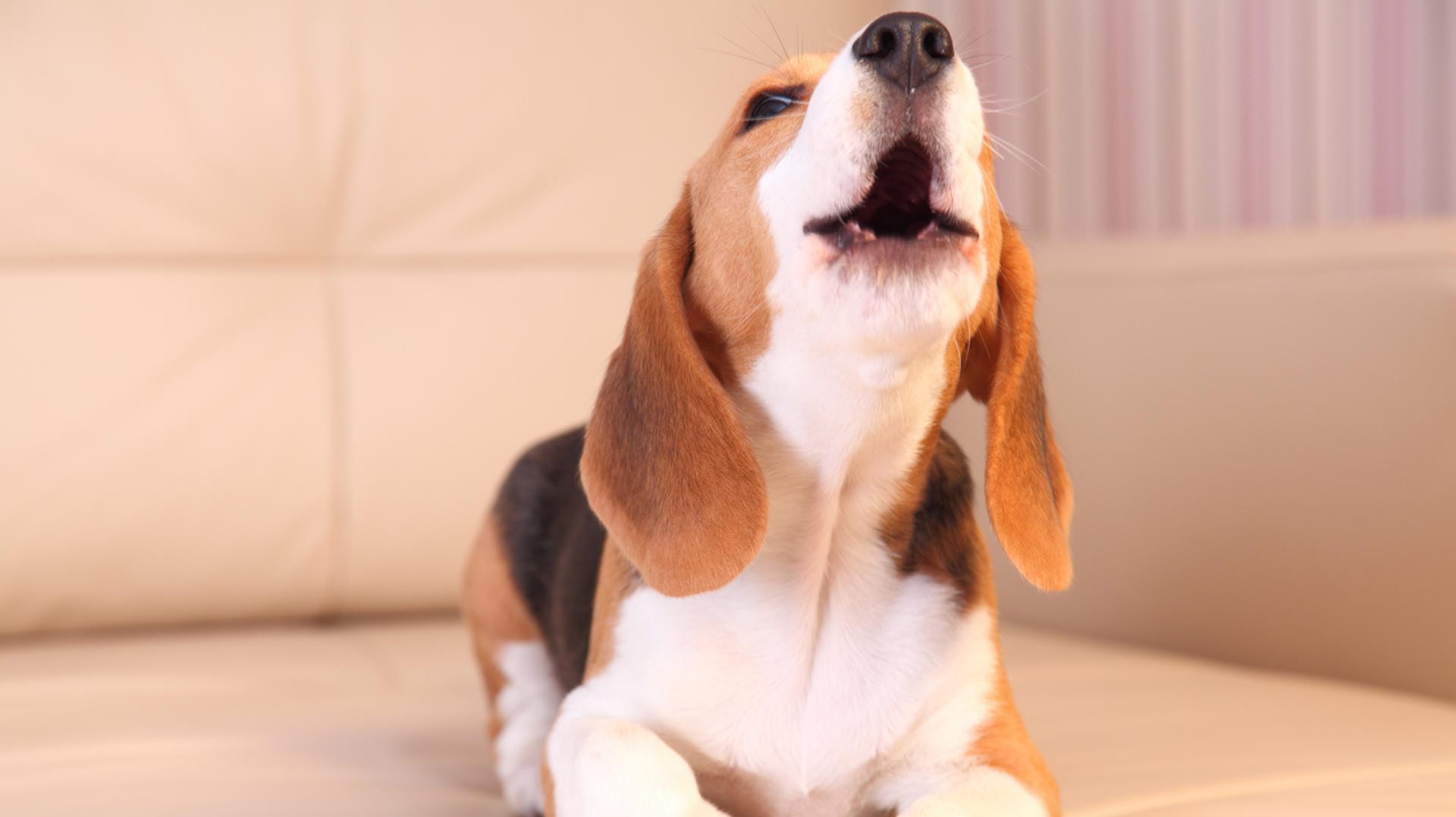 Jaulender Hund auf dem Sofa