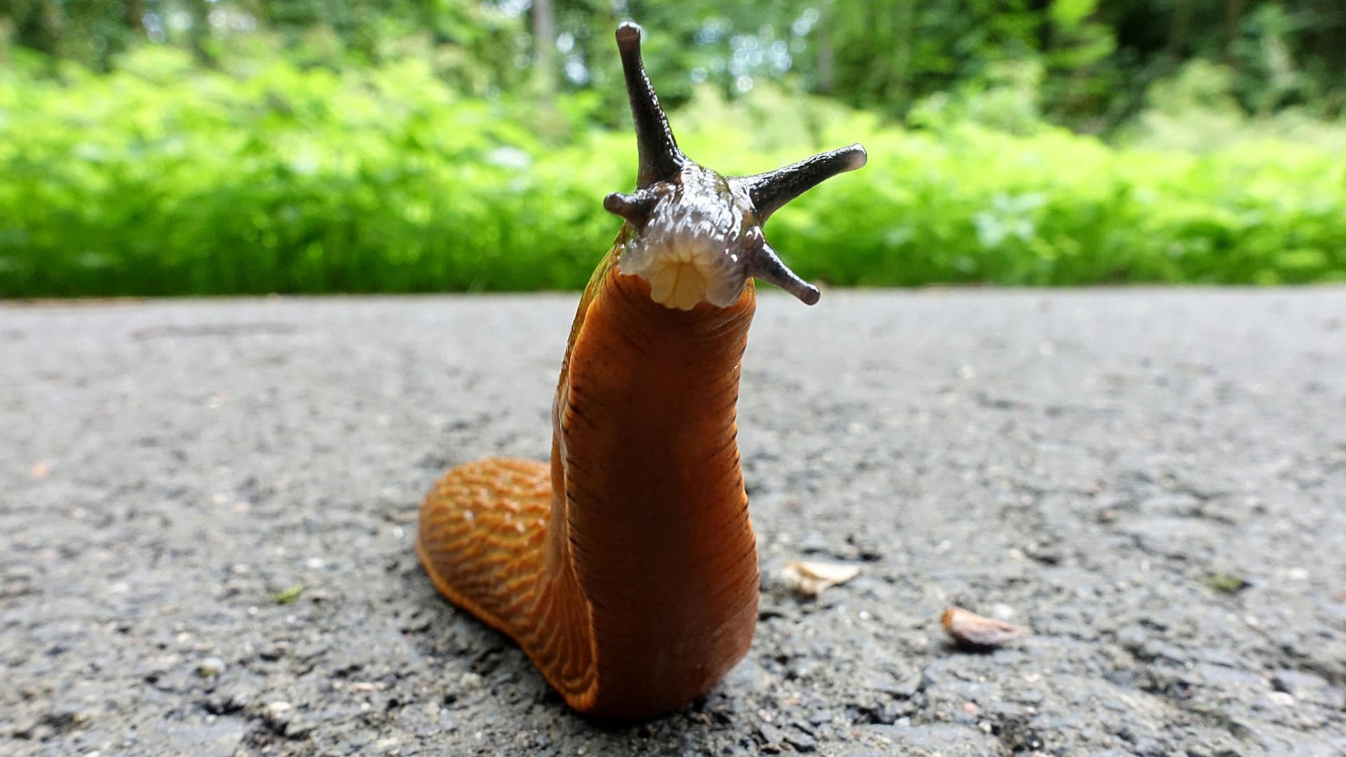 Schnecke (Symbolbild): Für sie ist es derzeit zu heiß und trocken in Bayern.