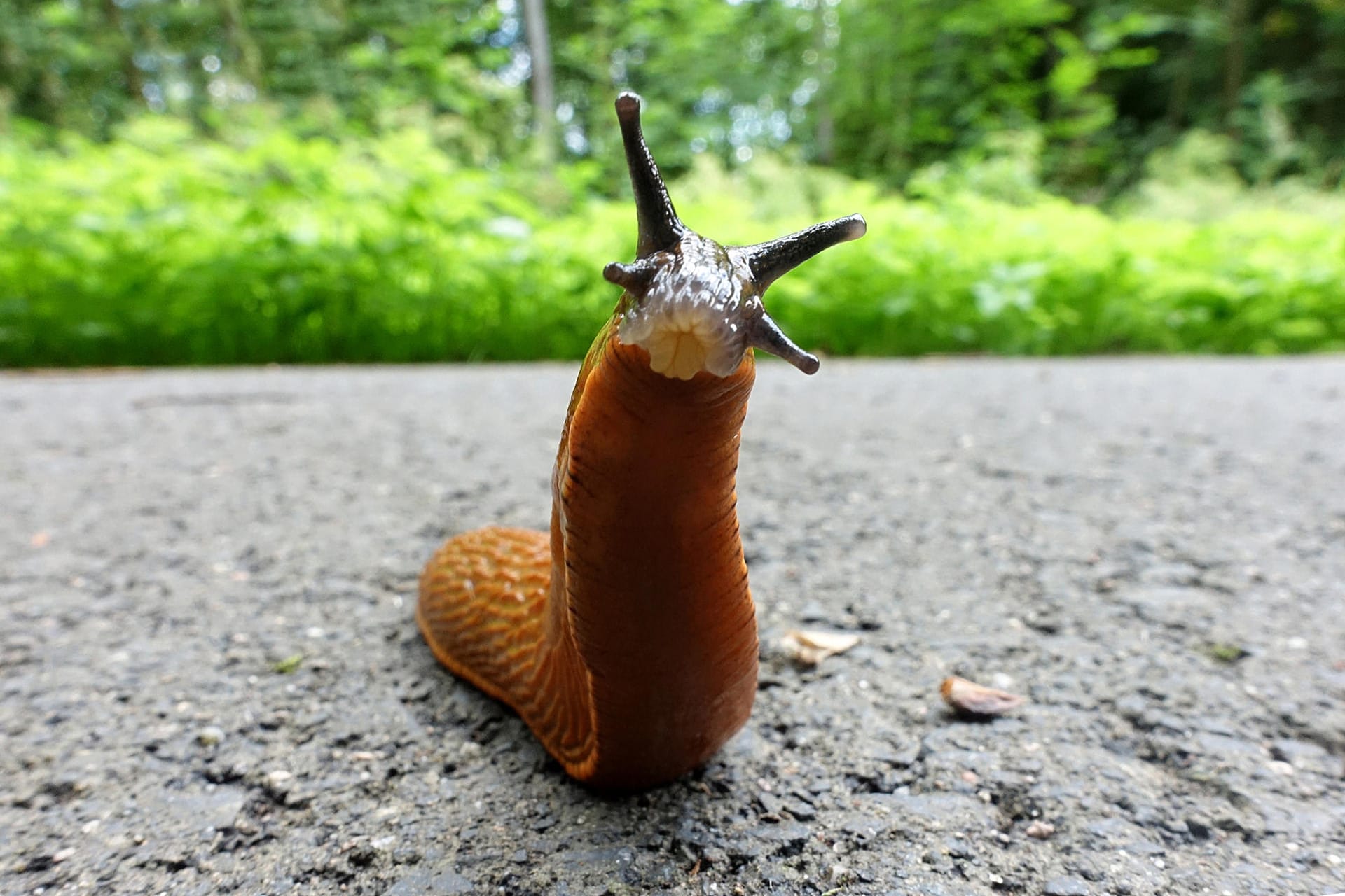 Schnecke (Symbolbild): Für sie ist es derzeit zu heiß und trocken in Bayern.