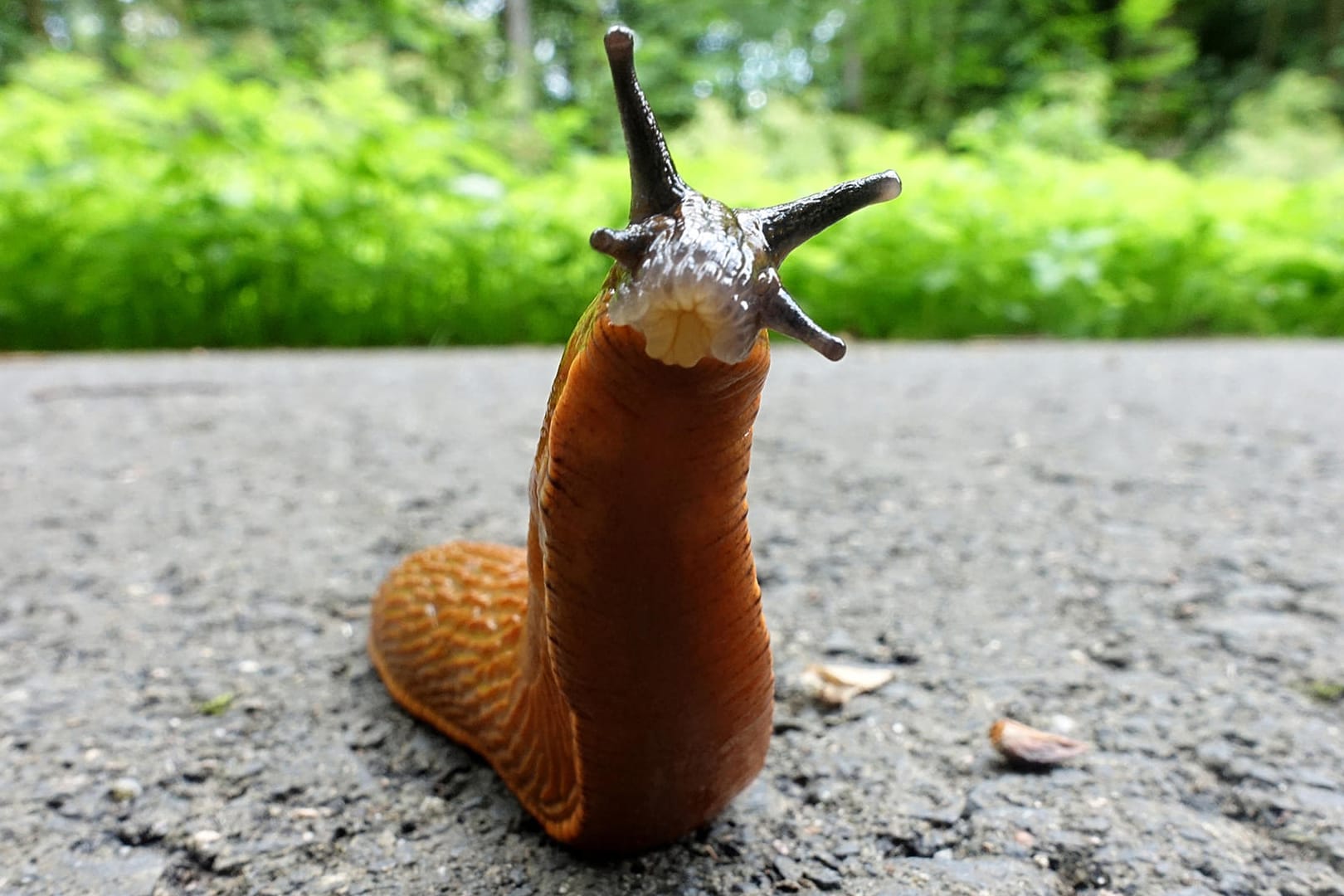 Schnecke (Symbolbild): Für sie ist es derzeit zu heiß und trocken in Bayern.