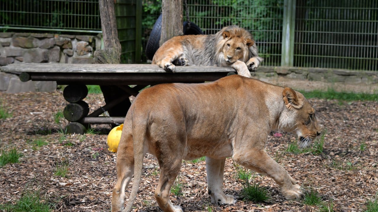 Löwe Malor in seinem Gehege im Eifel-Zoo in Lünebach, im Hintergrund seine Mutter Lira.