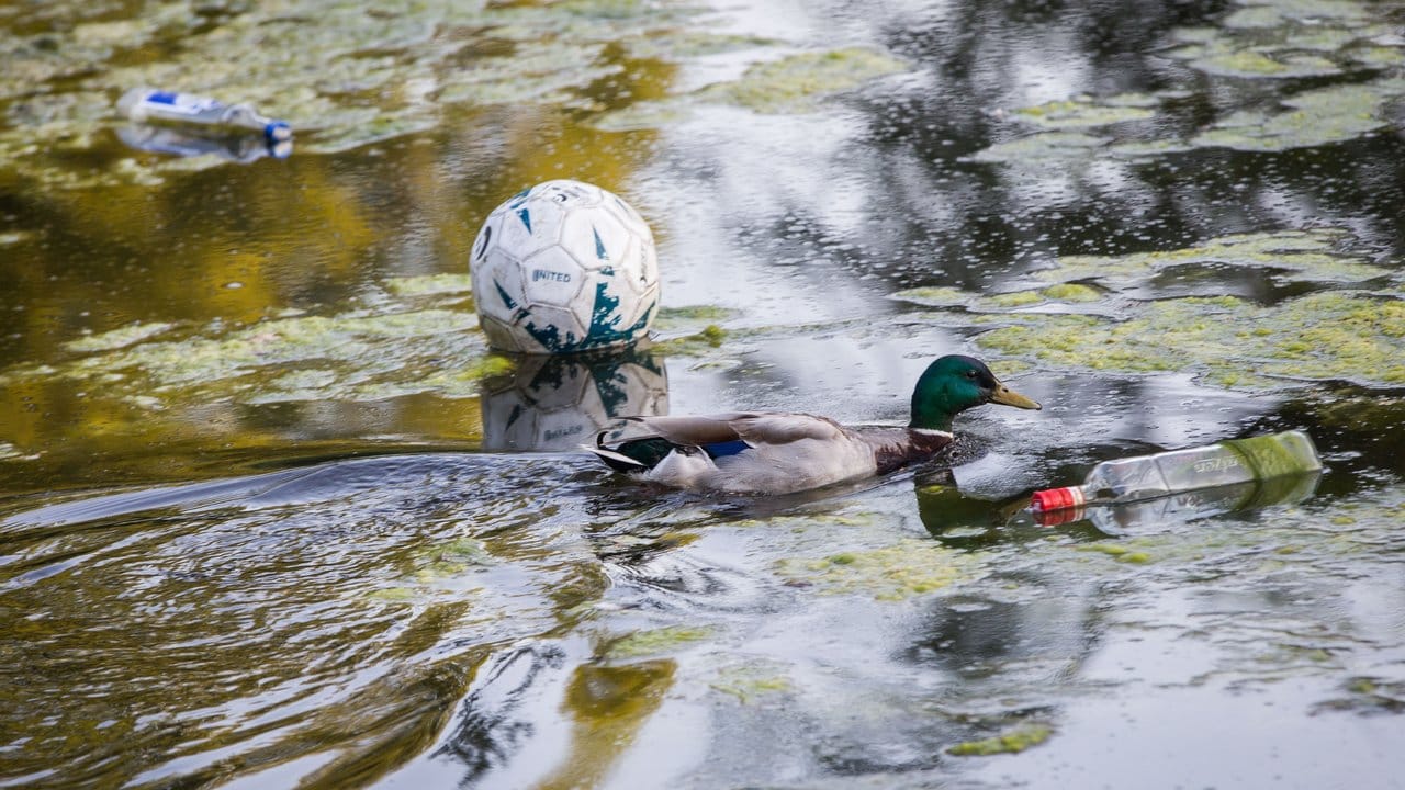 Eine Ente muss nach dem Musikfestival im Weiher im Herrngarten durch Müll schwimmen. Eine Ente muss nach dem Musikfestival im Weiher im Herrngarten durch Müll schwimmen.