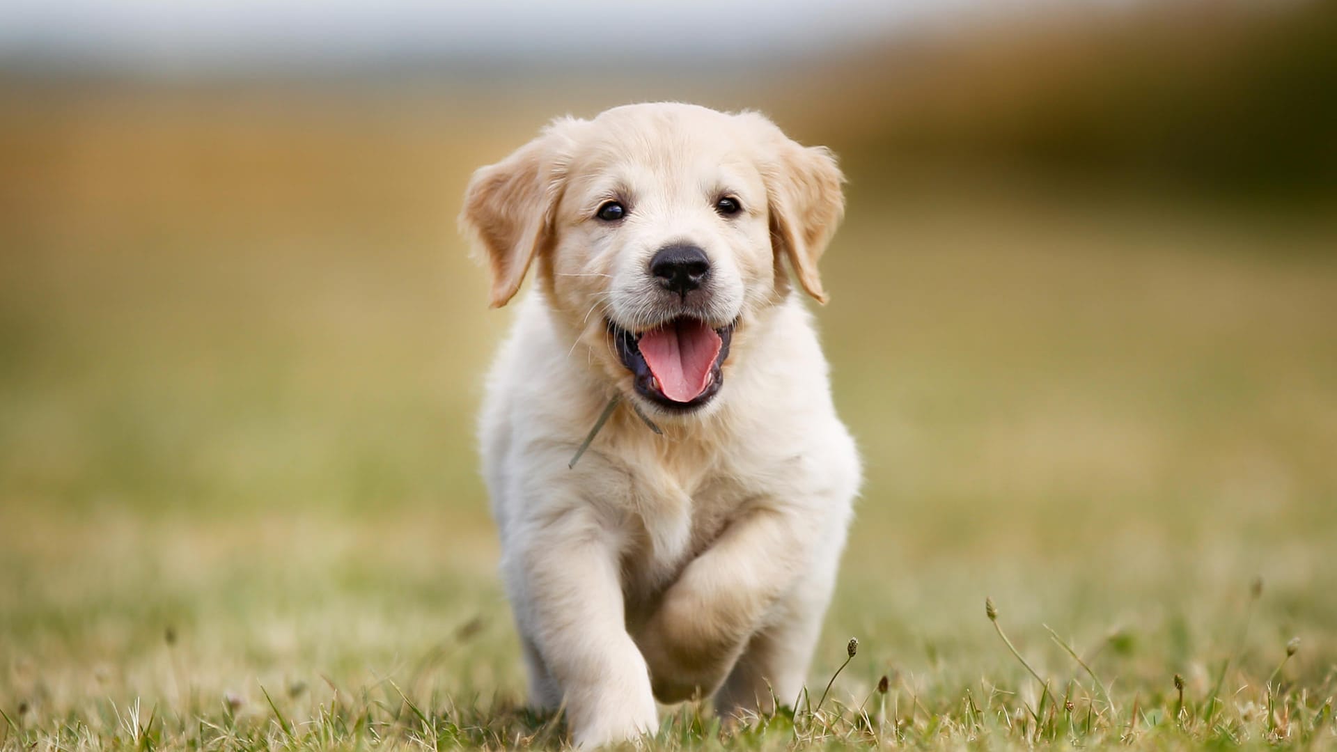 Dieser entzückende Golden Retriever genießt die Sonne.