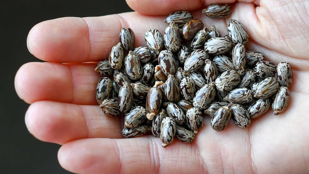 Samen des Rizinus oder Wunderstrauchs (Ricinus communis): Das daraus gewonnnen Rizin kann schon in geringer Konzentration tödlich sein. Samen des Rizinus oder Wunderstrauchs (Ricinus communis): Das daraus gewonnnen Rizin kann schon in geringer Konzentration tödlich sein.