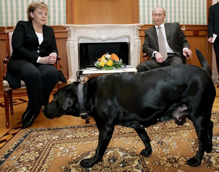 Angespanntes Verhältnis zu Wladimir Putin. Der ließ auch seinen ungestümen Labrador Koney zu einem Treffen mit der Kanzlerin, von deren Angst vor Hunden er eigentlich wusste. Ein Machtspielchen?