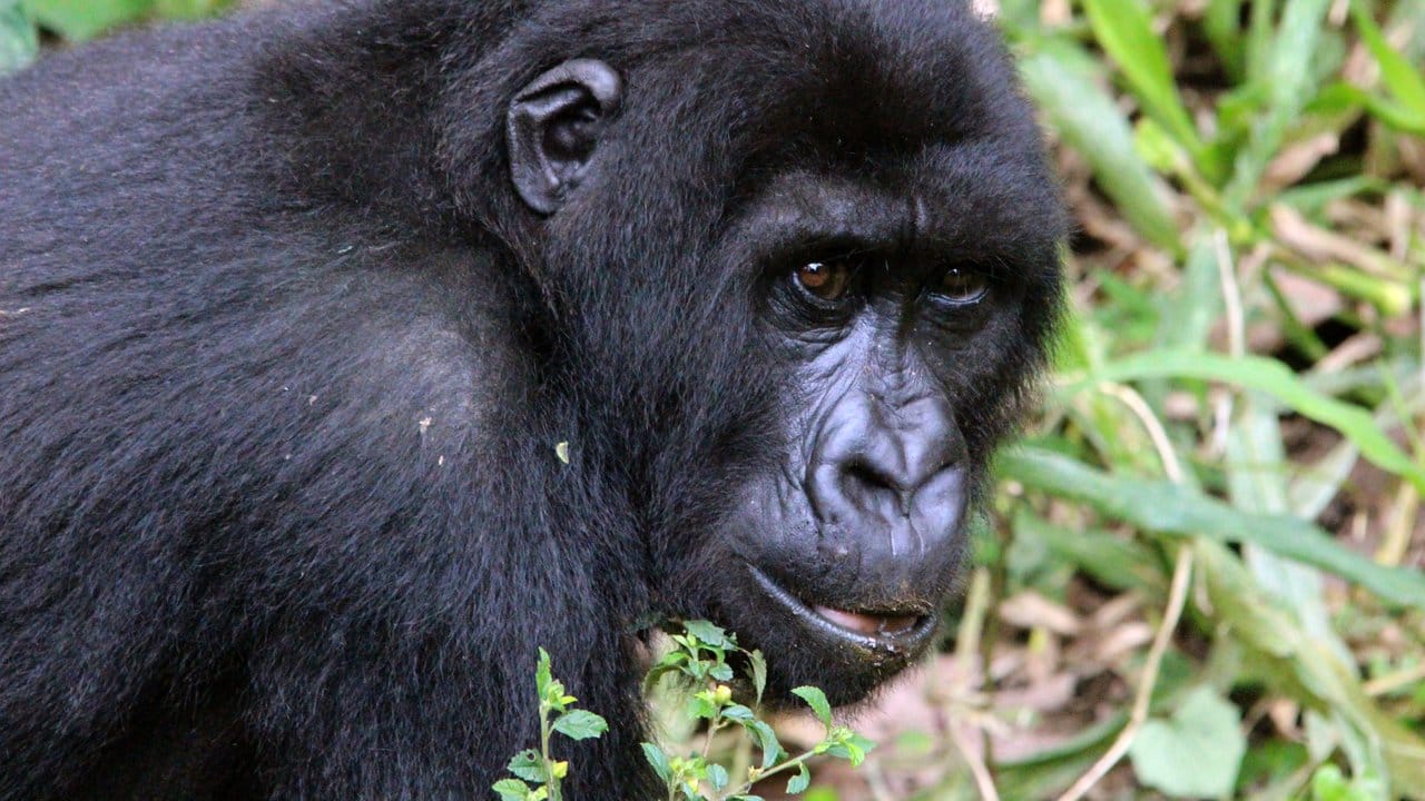 Ein Berggorilla im Gehege des "Senkwekwe"-Zentrums, des weltweit einzigen Waisenhauses für solche Menschenaffen im Virunga-Nationalpark. Ein Berggorilla im Gehege des "Senkwekwe"-Zentrums, des weltweit einzigen Waisenhauses für solche Menschenaffen im Virunga-Nationalpark.