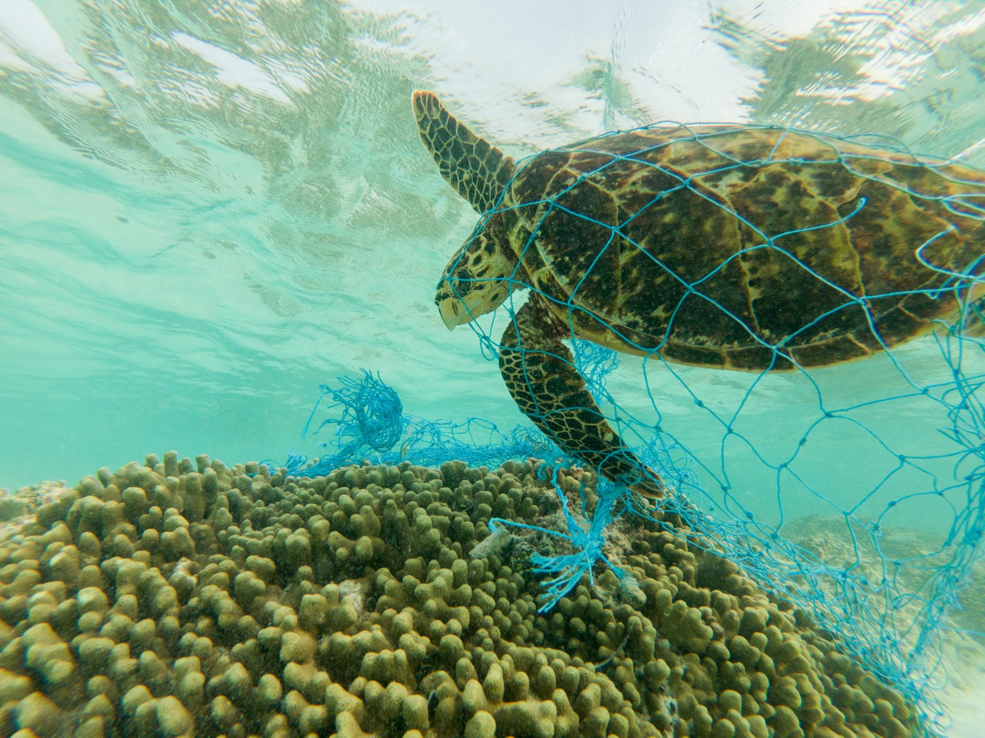 Eine Schildkröte hat sich in einem verloren gegangenen Fischernetz verheddert.