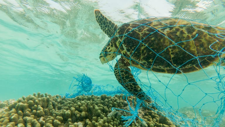 Eine Schildkröte hat sich in einem verloren gegangenen Fischernetz verheddert.
