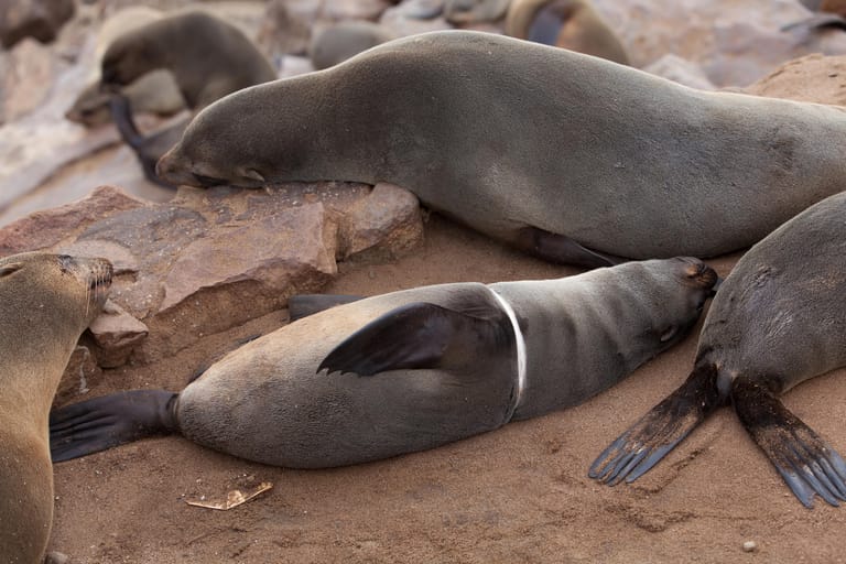 Ein Südafrikanischer Seebär mit einem Plastikring um seinen Körper: Laut dem WWF bedroht Plastik etwa 700 Meerestierarten.
