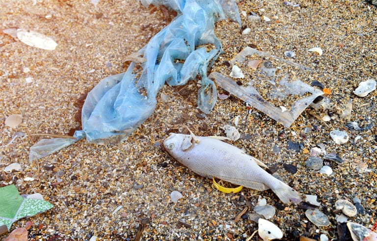 So leiden Tiere unter der Plastikvermüllung