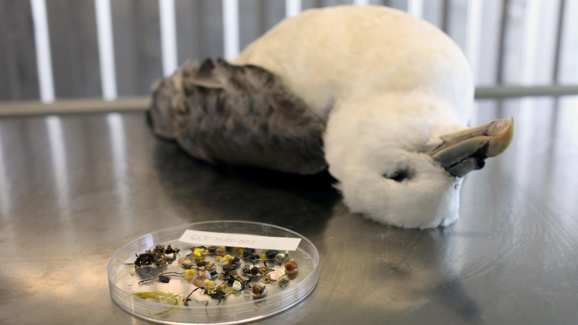 Toter Eissturmvogel neben dem Mageninhalt eines Artgenossen: Die gefundenen Plastikpartikel sind Indikator der Plastikmüllbelastung in der Nordsee. Die Vögel sterben aber im Gegensatz zu manch anderen Tieren meist nicht daran, weil ihr Magen Kunsstoffteile zerkleinern und ausscheiden kann.