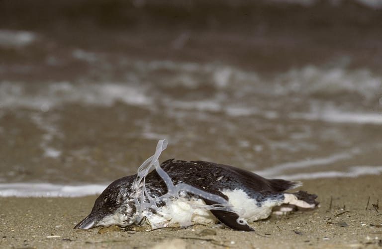 Der Müll führt für Meeresbewohner oft zum Tod: Ein kleiner Pinguin ist in einer Dosenhalterung aus Plastik verendet.
