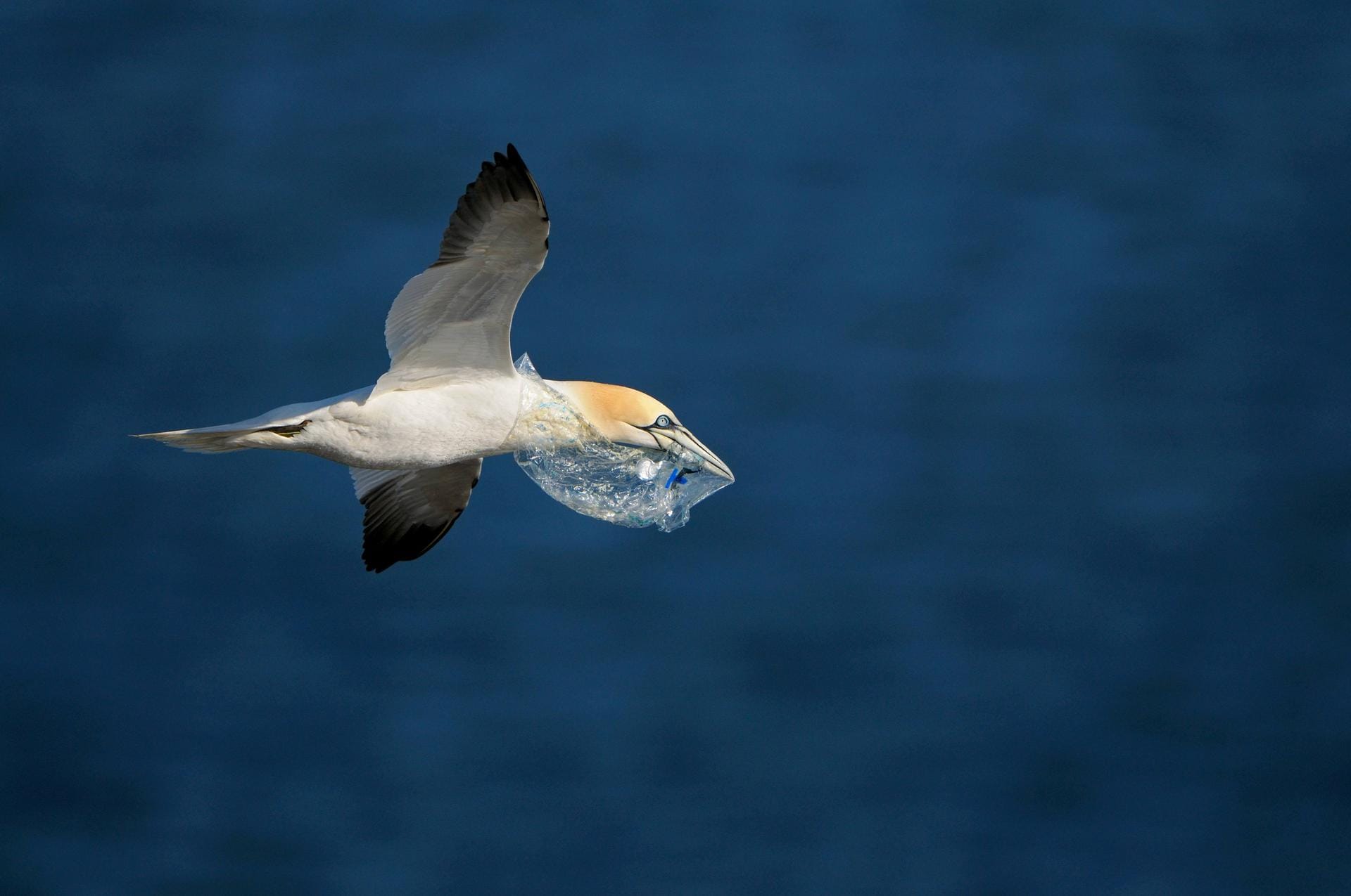 Manche Vögel benutzen den Müll als Nistmaterial, so wie dieser Basstölpel auf Helgoland. Die Vögel verwenden oft auch Plastikschnüre von "Dolly Ropes", das sind Scheuerschutzmatten aus der Fischerei. Viele Jungvögel verfangen sich darin und strangulieren sich.