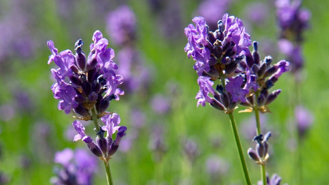 Der Lavendel hat viele Vorteile: Er hält Trockenheit aus, hat eine lange Blütezeit und bietet Insekten Nahrung.