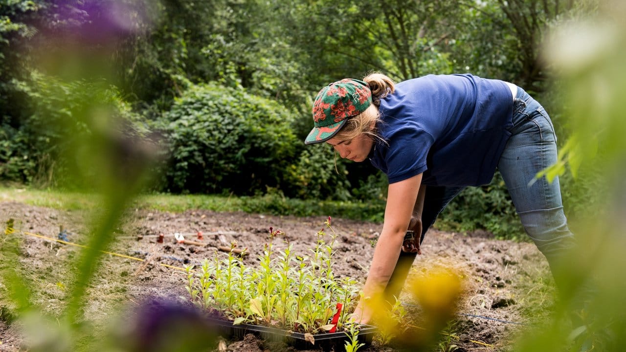 Gärtnerin Rachel Ulrich pflanzt im Garten des Schul-Umwelt-Zentrums in Berlin Blumen in ein Beet.
