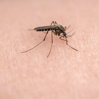 Mücke auf der Haut: Mückenstiche können auch Entzündungen hervorrufen.