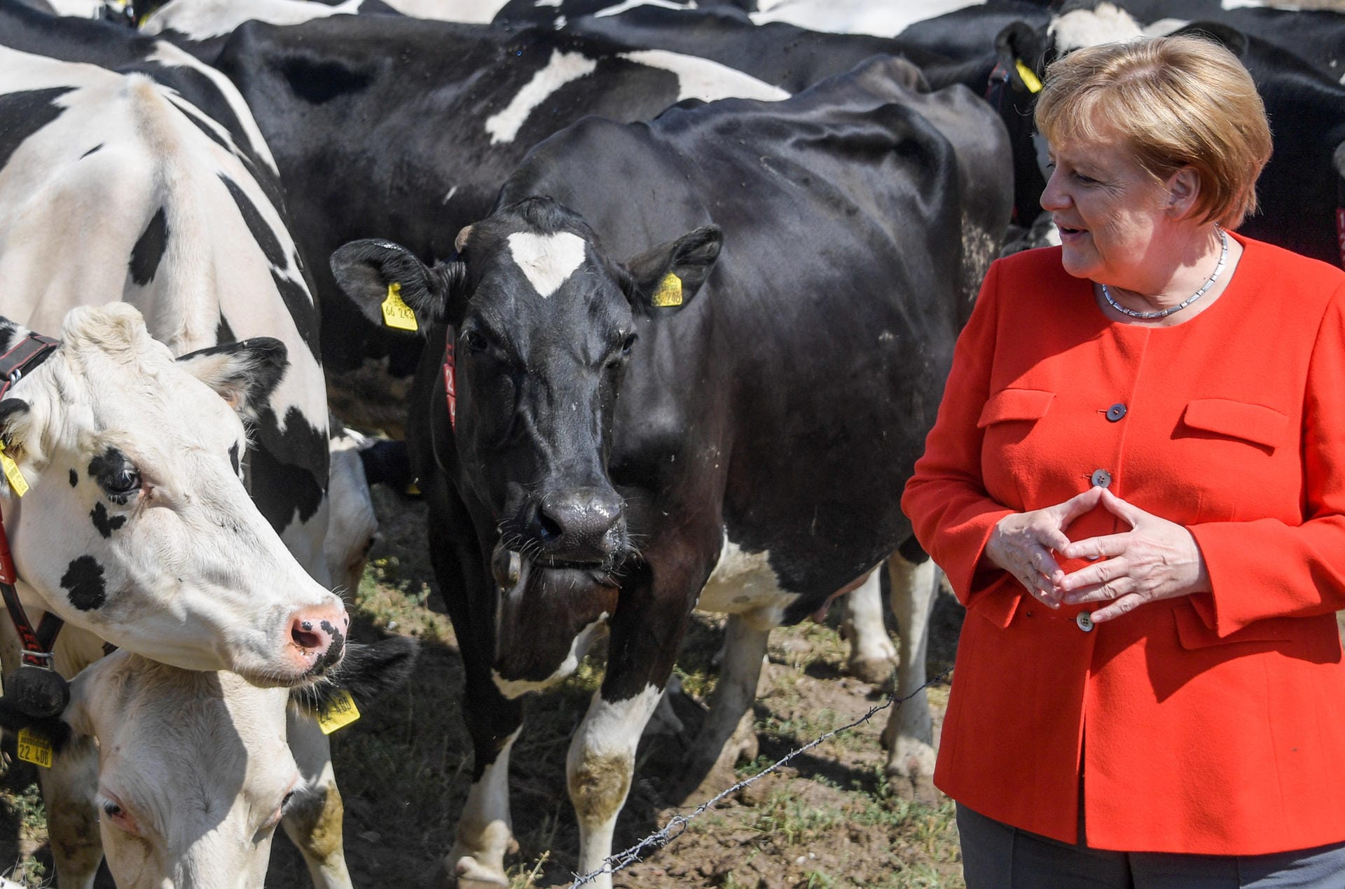Mit Merkel-Raute posierend, näherte sich die Kanzlerin den Tieren: Der Milchviehbetrieb im schleswig-holsteinischen Nienborstel ist ein mehrere Jahrhunderte alter Traditionsbetrieb.