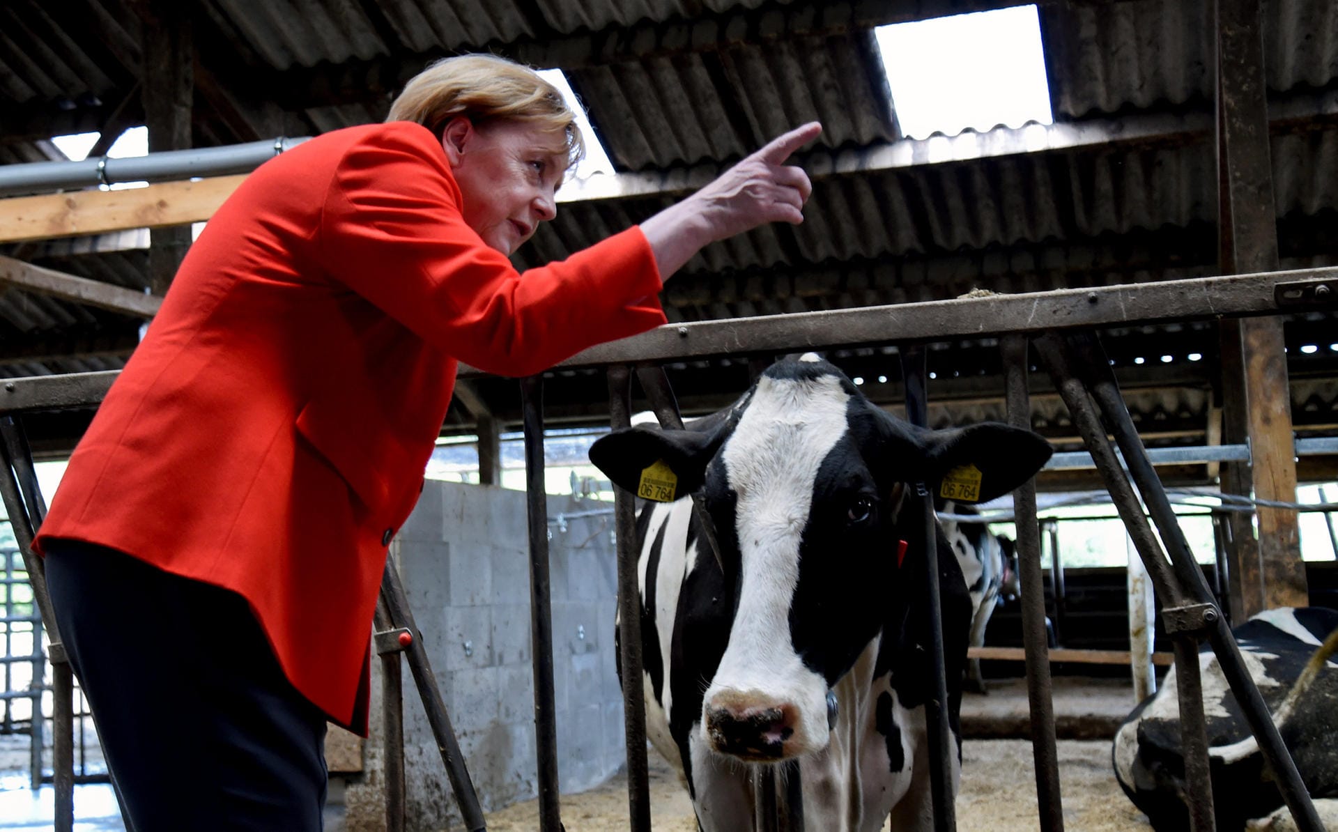Merkel bei den Kühen im Stall: Es seien Bedingungen nötig, unter denen auch mittlere Milchviehbetriebe gut existieren können, sagte die Kanzlerin.