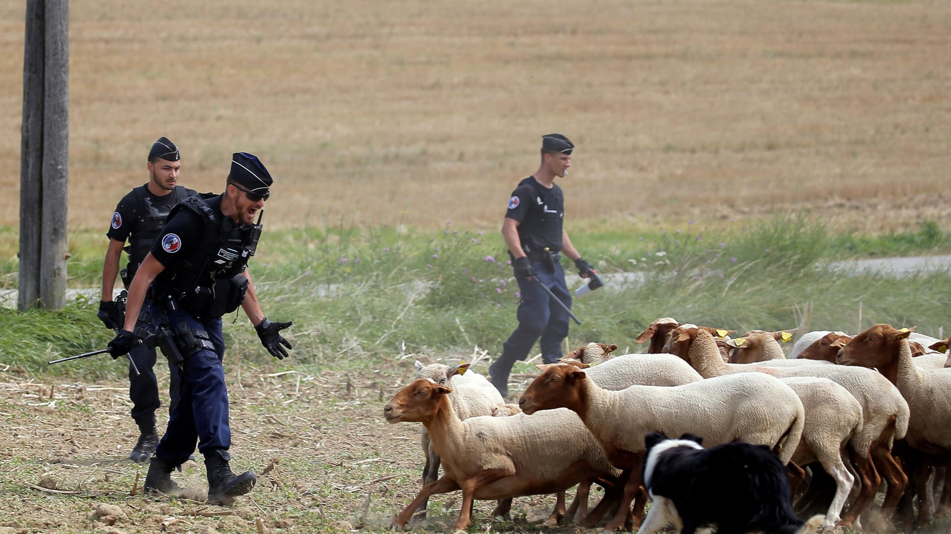 Auch Tiere waren am Protest beteiligt und blockierten die Fahrt des Pelotons.