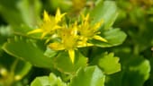 Sukkulenten wie die Gold-Wolfsmilch (Euphorbia polychroma) brauchen trockene Flächen mit einem gut durchlässigen Boden, sonst faulen sie.