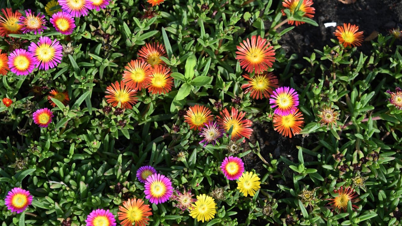 Mittagsblumen (Delosperma)gehören zu den Sukkulenten, die zwei oder drei Winter gut im Freien überstehen können.