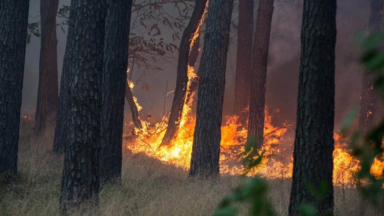 Wegen der andauernden hochsommerlichen Hitze ist es in Berlin und Brandenburg in jüngster Zeit immer wieder zu Wald- und Feldbränden gekommen. Wegen der andauernden hochsommerlichen Hitze ist es in Berlin und Brandenburg in jüngster Zeit immer wieder zu Wald- und Feldbränden gekommen.