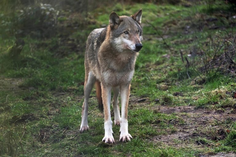 Melden Sie Ihre Beobachtung der zuständigen Wolfsberatung oder der zuständigen Behörde im Landratsamt. Sie sammeln Hinweise auf Wölfe in den einzelnen Bundesländern.