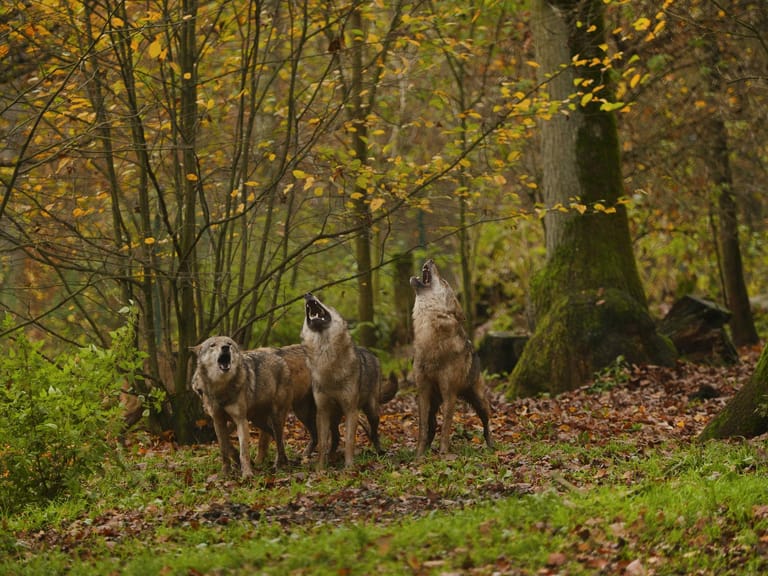 Die meisten Wolfsrudel oder Paare gibt es in Brandenburg, Sachsen, Sachsen-Anhalt, Niedersachsen, Mecklenburg-Vorpommern und Bayern.