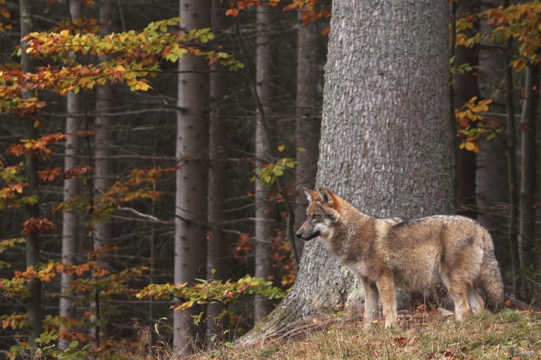 Sollten Sei bei einem Waldspaziergang auf einen Wolf treffen, bleiben Sie ruhig.