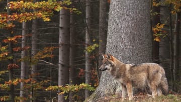 Sollten Sei bei einem Waldspaziergang auf einen Wolf treffen, bleiben Sie ruhig.