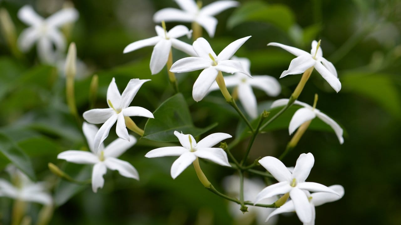 Duftende Pflanzen wie der Jasmin bieten sich für den Sinnesgarten an.
