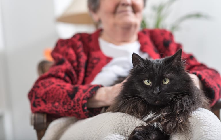 Katzen werden in Alten- und Pflegeheimen zu sozialen Zwecken eingesetzt: Alten Menschen geht es oft besser, wenn sie sich um ein Tier kümmern können.