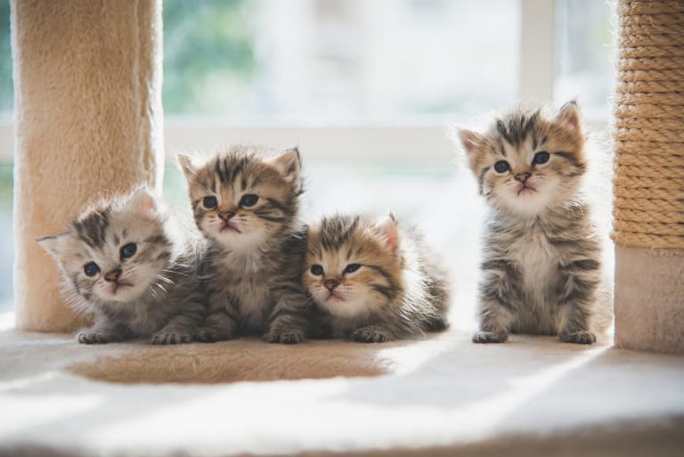 Forscher haben herausgefunden, dass "Menschenliebe" bei Katzen über Gene erblich ist. Sind Kater und Kätzin Menschenfreunde, ist es ihr Nachwuchs auch.