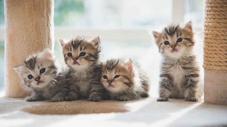 Forscher haben herausgefunden, dass "Menschenliebe" bei Katzen über Gene erblich ist. Sind Kater und Kätzin Menschenfreunde, ist es ihr Nachwuchs auch.