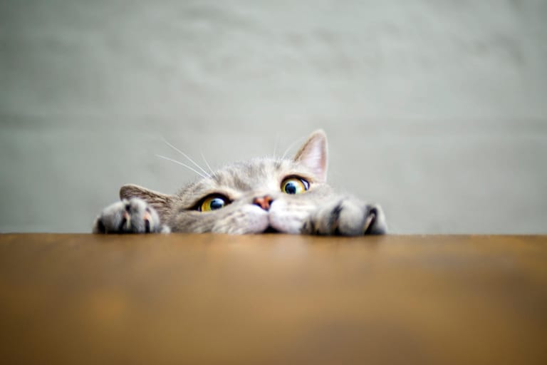 Katzen passen sich an: Obwohl sie untereinander fast nur über Geruchsstoffe kommunizieren, schnurren und maunzen sie in menschlicher Nähe – vermutlich für eine bessere Akzeptanz.