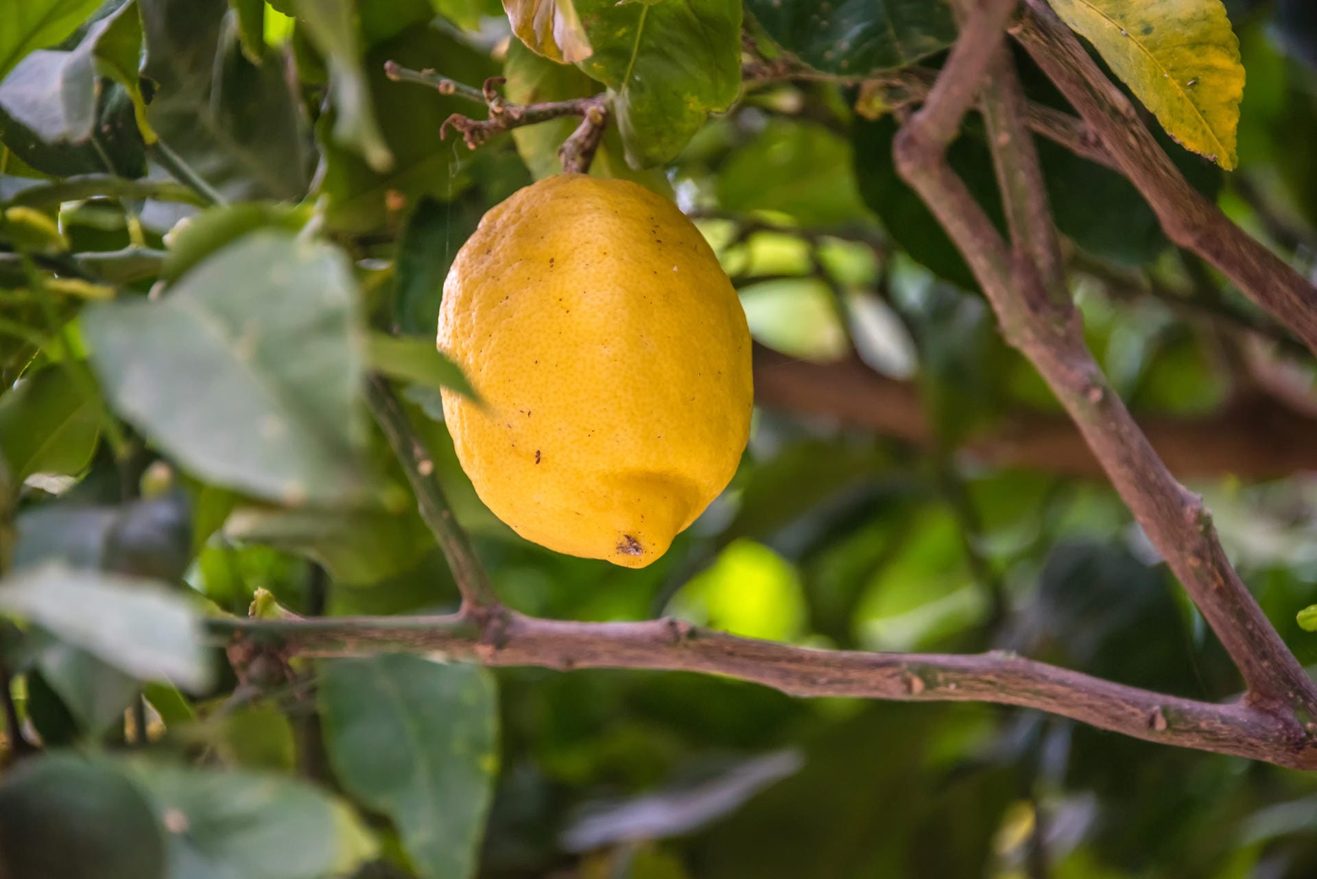 Zitrone am Zitronenbaum