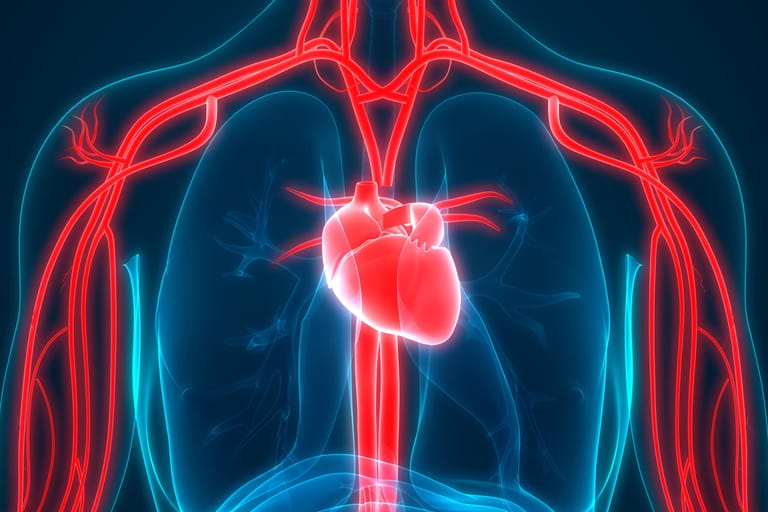 Herz-Kreislauf-System: Elastische Gefäße sind Voraussetzung für ein starkes Herz.