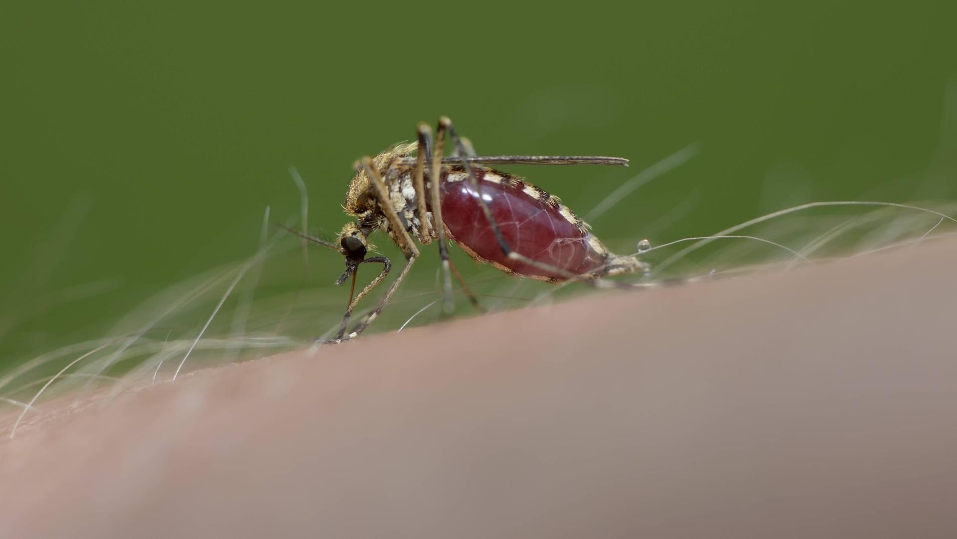 Mücke saugt Blut: Wenn Mücken stechen, saugen sie nicht nur Blut, sie injizieren auch ihren Speichel in die Haut. Darum jucken Mückenstiche.