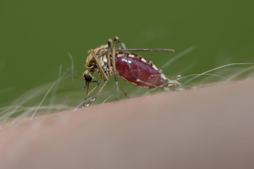 Mücke saugt Blut: Wenn Mücken stechen, saugen sie nicht nur Blut, sie injizieren auch ihren Speichel in die Haut. Darum jucken Mückenstiche.