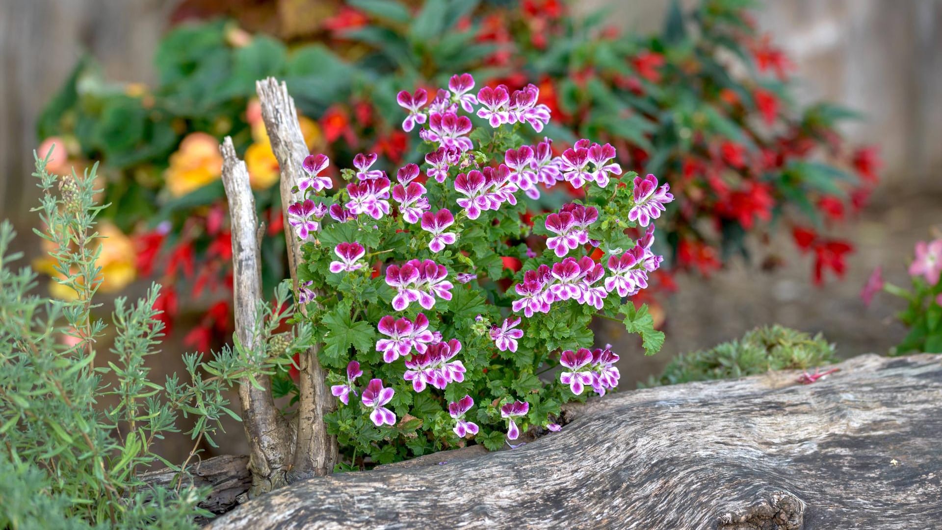 Duftpelargonie: Einmal gepflanzt blüht sie den ganzen Sommer hindurch von Mai bis Oktober und wehrt lästige Insekten ab.