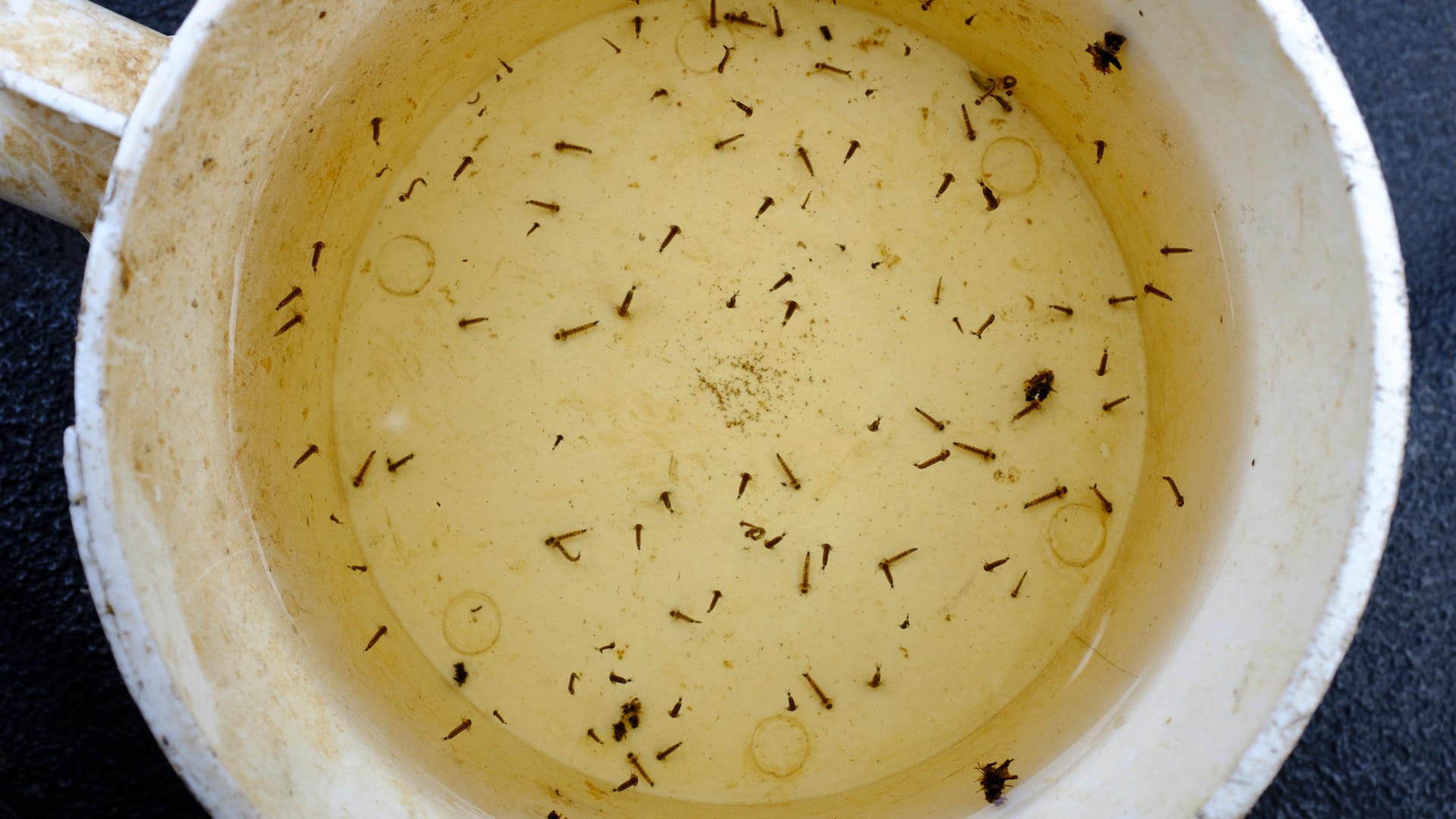 Mückenlarven im Wasser: Produkte mit dem Inhaltsstoff Bacillus thuringiensis israelensis töten die Mückenlaven ab.