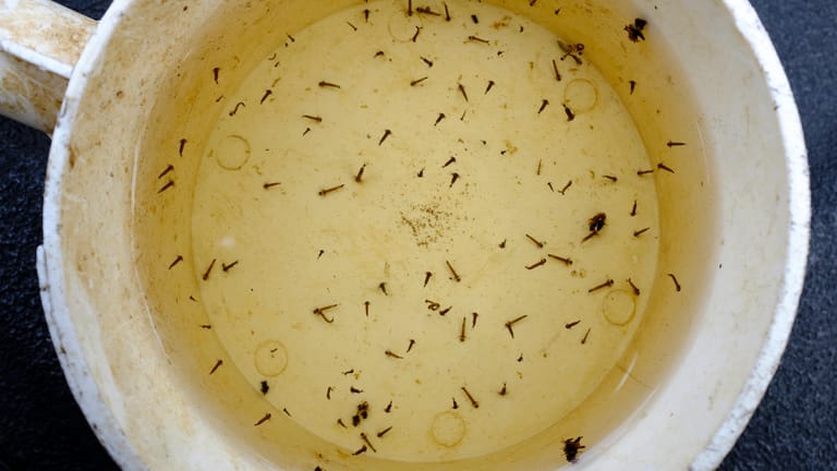 Mückenlarven im Wasser: Produkte mit dem Inhaltsstoff Bacillus thuringiensis israelensis töten die Mückenlaven ab.