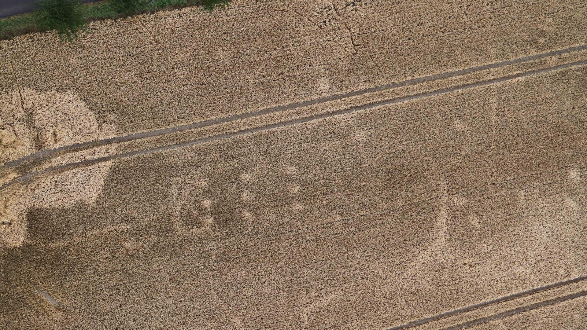 Grüße ungefähr aus dem Jahr 5000 v. Chr.: Auf diesem Bild bei Großdalzig im Landkreis Leipzig haben die Luftbildarchäologen den Grundriss eines Hauses aus linienbandkeramischer Zeit entdeckt.