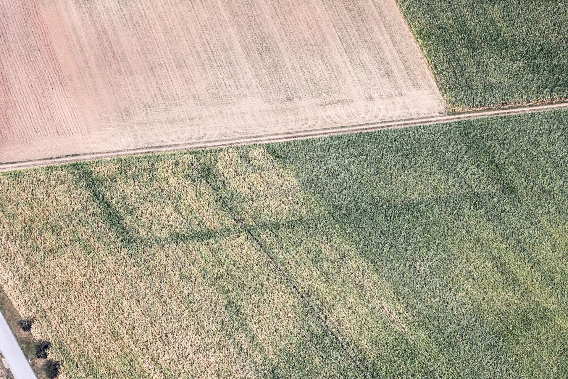 Eine wenige Tage alte Entdeckung: Am Sonntag sah Klaus Leidorf in einem Maisfeld in Bayern dieses Rechteck. Wo der Mais weniger trocken ist, war ein Graben, der zu einer keltischen Viereckschanze gehört haben dürfte.