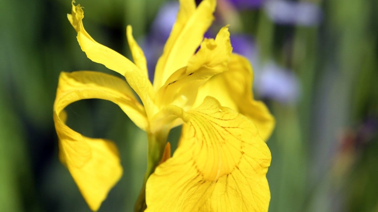 Für ein einfaches Balkon-Biotop ist etwa die Sumpf-Iris geeignet.