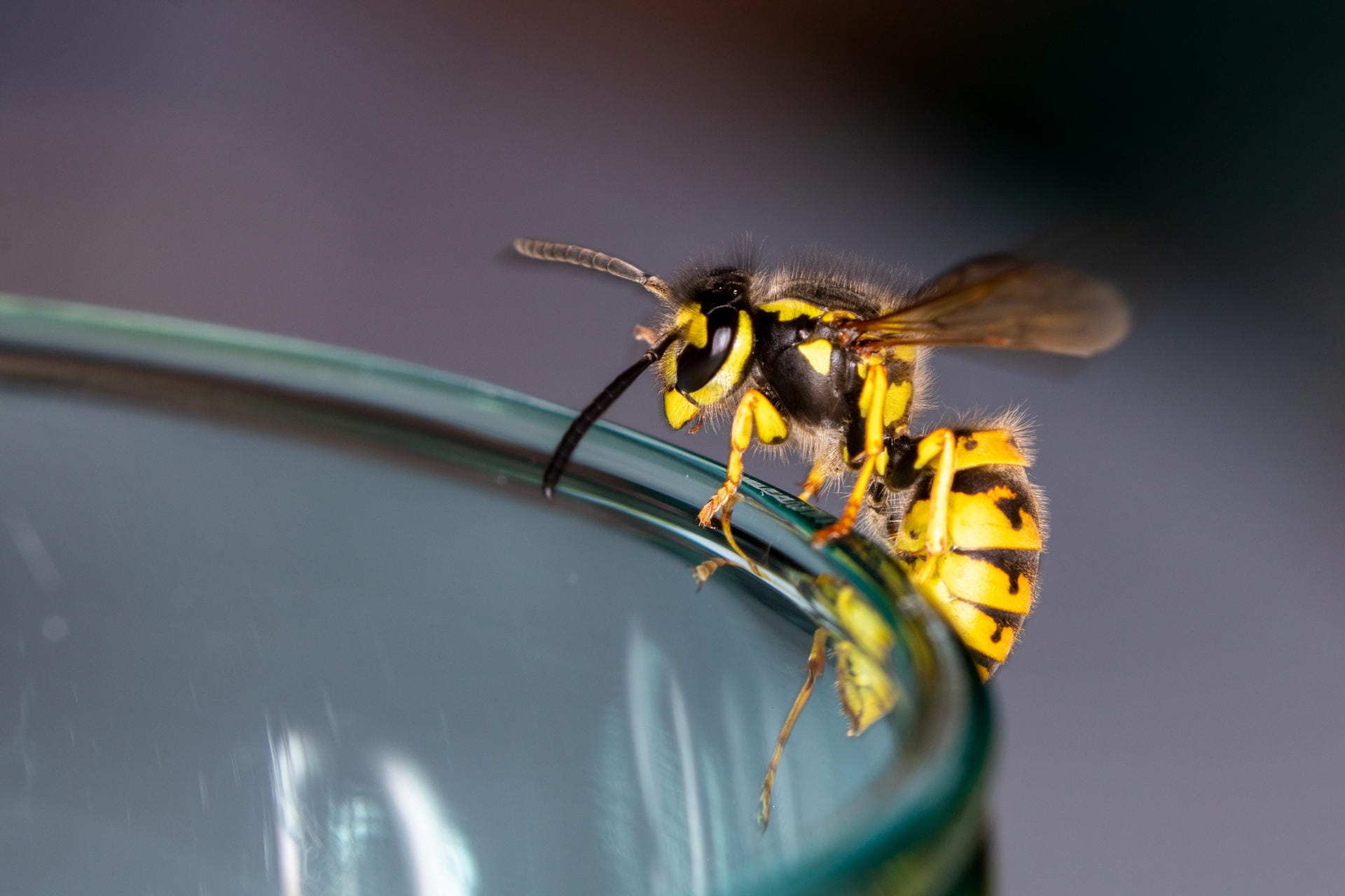 Achtung, giftig: Bei Allergikern kann ein Wespenstich kann tödlich enden.