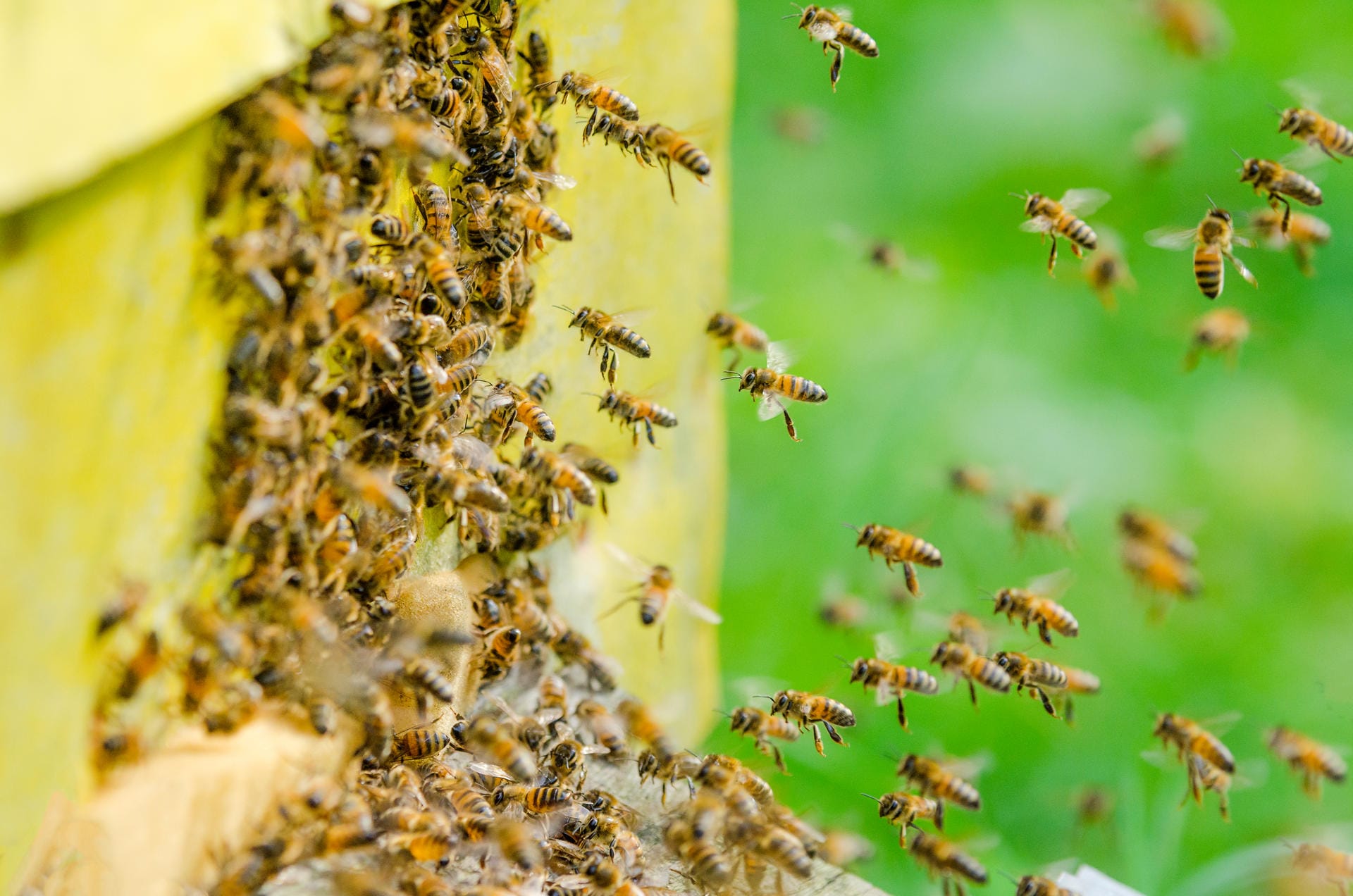 Fühlen sich Bienen bedroht, stechen sie zu. Dabei bleiben ihre Stachel, über die sie das Gift absondern, stecken.