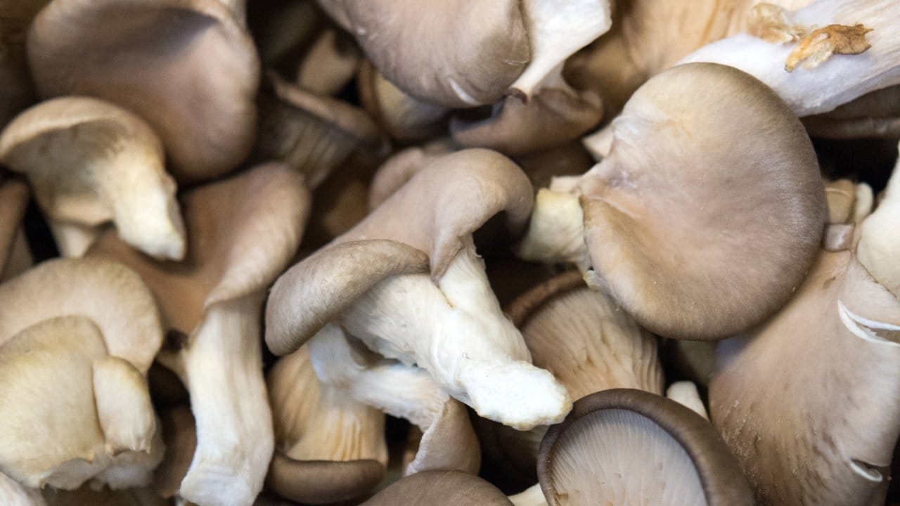 Austernpilze gelten als sehr gesund - und schmecken gebraten, gegrillt, gratiniert, geschmort oder frittiert.